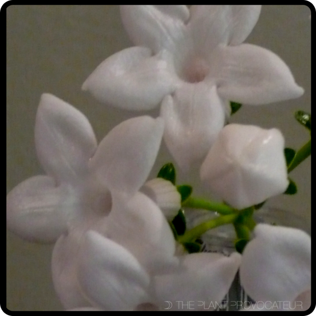 |Stephanotis Bloom|