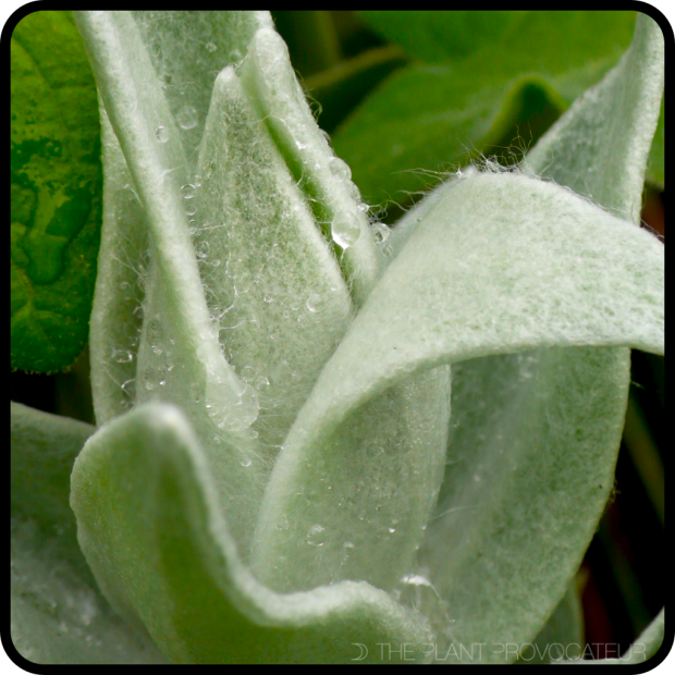 |Syncarpha foliage fuzz|