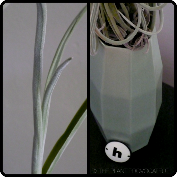 |Tillandsia duratii foliage|