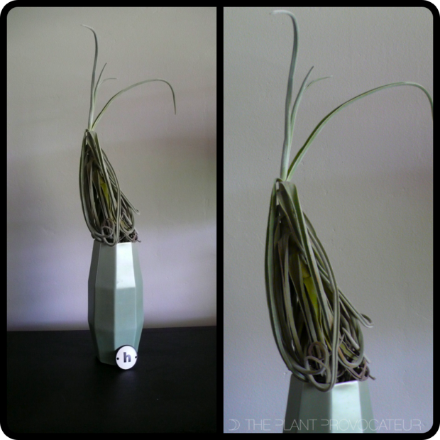|Tillandsia duratii var. duratii|