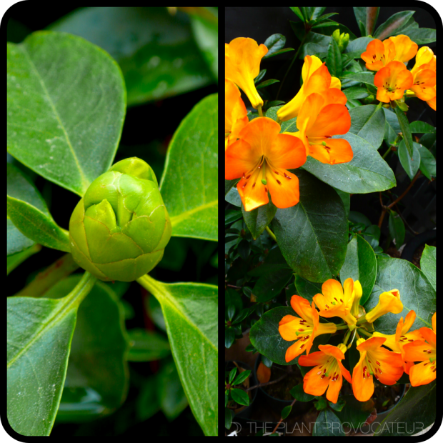 |Vireya 'Cristo Rey' Bud + Bloom|