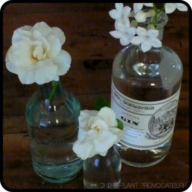 |Rosa sp.|Stephanotis floribunda|Gardenia jasminoides|Upcycled glass bottles|