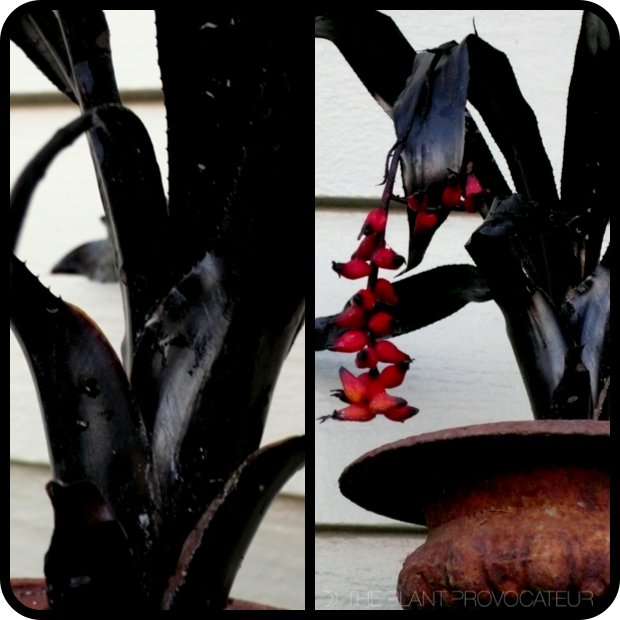 |Aechmea 'Prieto' Foliage + Form|