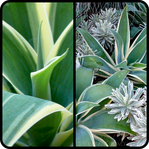 |Agave attenuata 'Ray Of Light' + Euphorbia 'Silver Swan'|