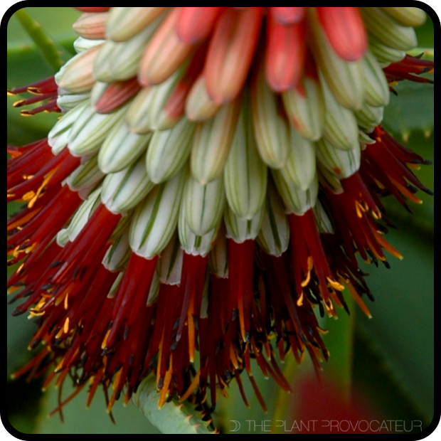 |Aloe speciosa bloom detail|