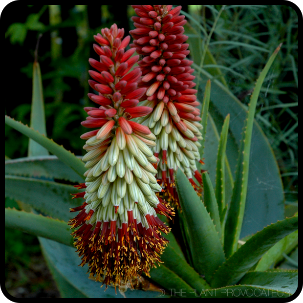 |Aloe speciosa torches + rosette|