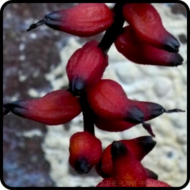 |CU Aechmea 'Prieto' fruit after flowering|