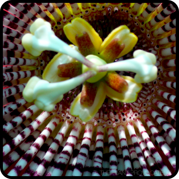|CU Passiflora 'Purple Tiger' Interior Bloom|