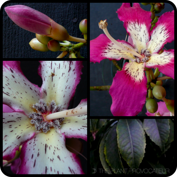 |Ceiba speciosa|