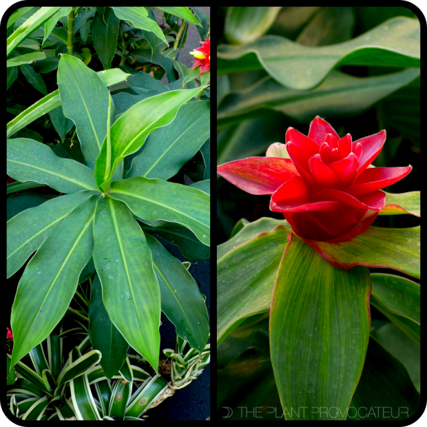 |Costus barbutus foliage + strobili|