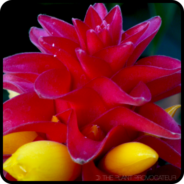 |Costus barbutus in bloom|