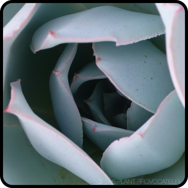 |Echeveria 'Cante' rosette|