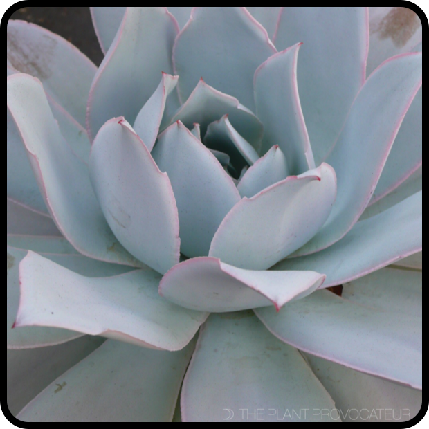|Echeveria 'Cante'|