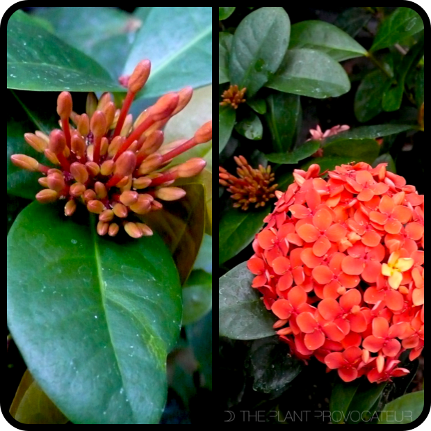 |Ixora coccinea bud + bush + bloom|