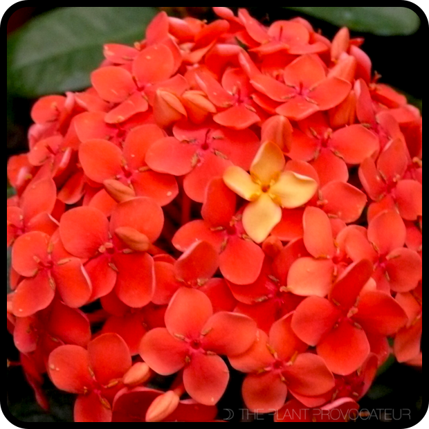|Ixora coccinea in bloom|
