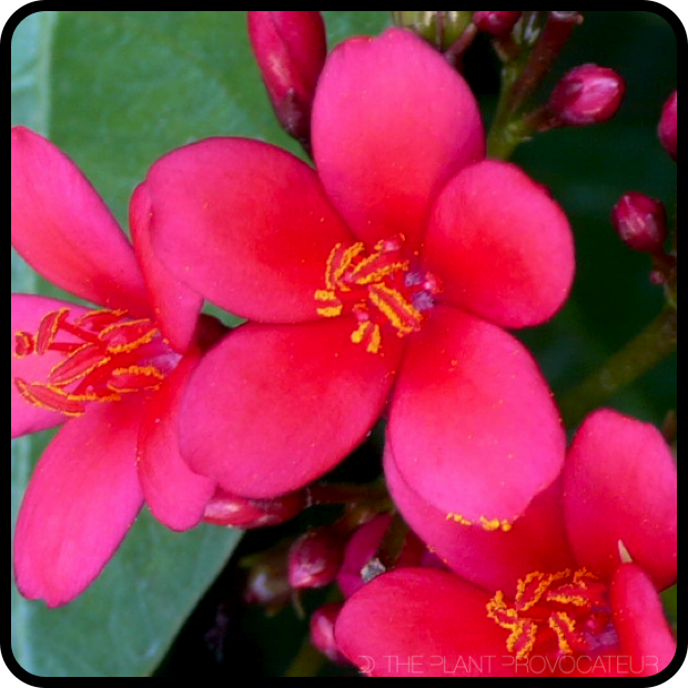 |Jatropha integerrima blossom|