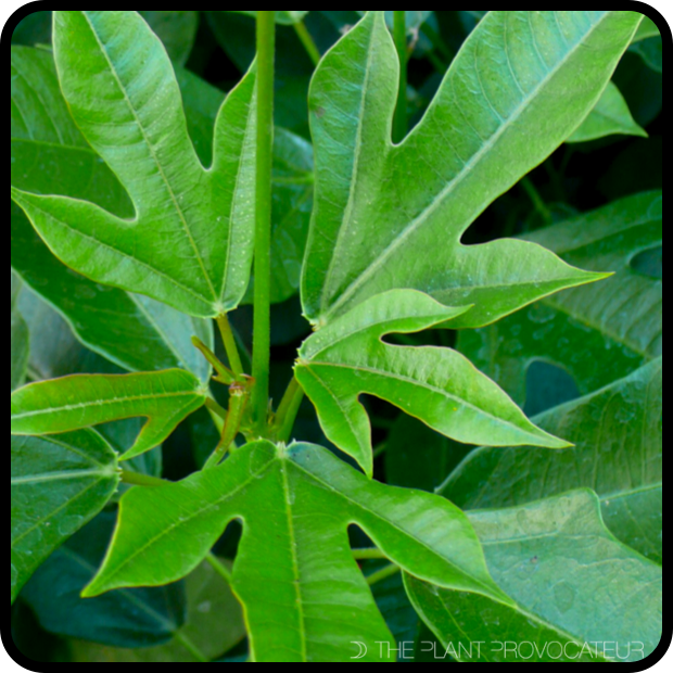 |Jatropha integerrima foliage|