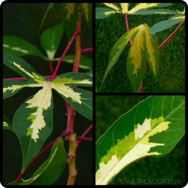 |Manihot esculenta 'Variegata'|