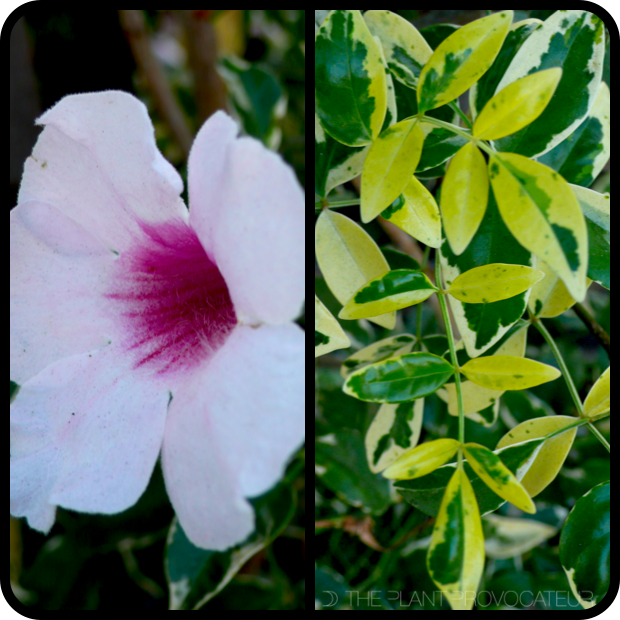 |Pandorea Flower + Foliage|