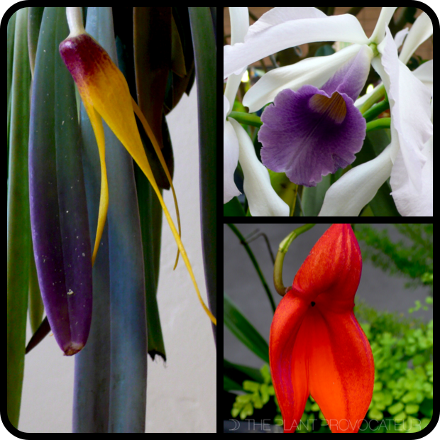 |Plates clockwise from L to R: Masdevallia caesia, Cattleya hybrid Lc. CG Roebling Coerulea 'Beachview', and Masdevallia veitchiana|