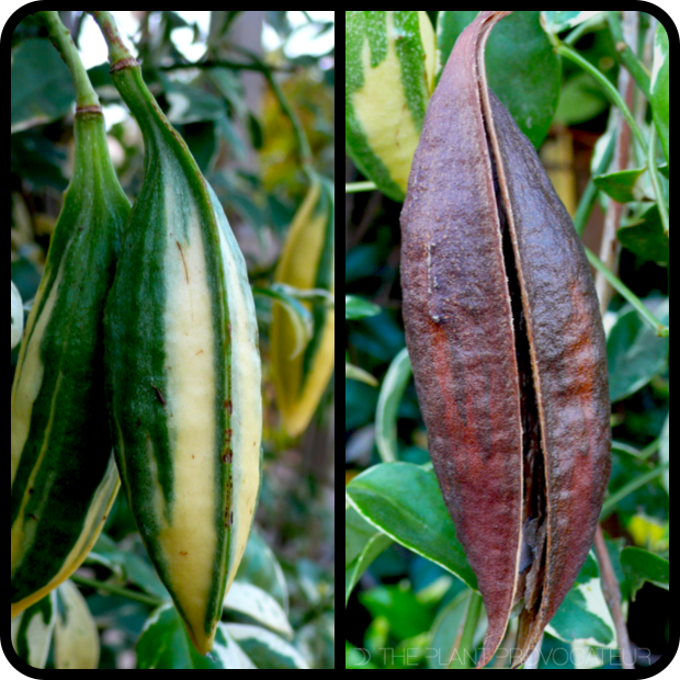 |Pandorea Fruit + Pod|