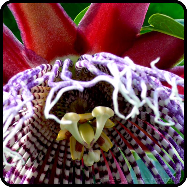 |Passiflora 'Purple Tiger' Blossom|