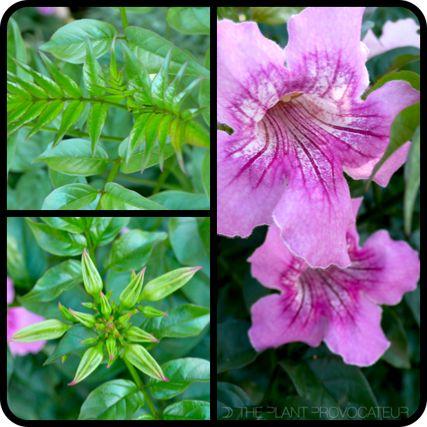 |Podranea brycei Leaf + Bud + Trumpets|