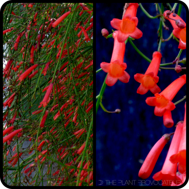 |Russelia equisetiformis|