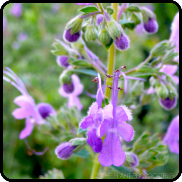 |Trichostema lanatum buds + blossom|