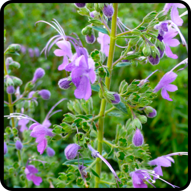 |Trichostema lanatum|