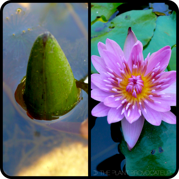 |Water Lily Bud + Flower|