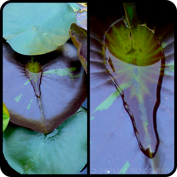 |Water Lily Leaf + Water|
