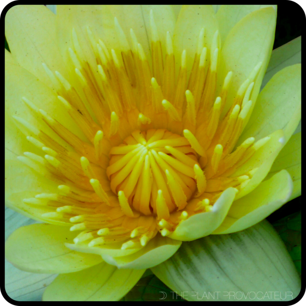|Yellow Water Lily|