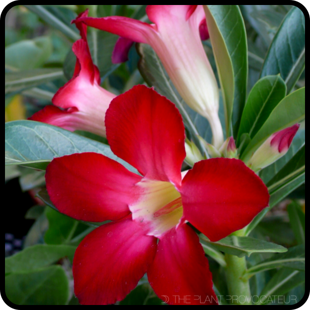 |Adenium obesum flower + foliage|