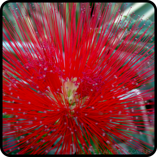 |Calliandra tweedii flower head|