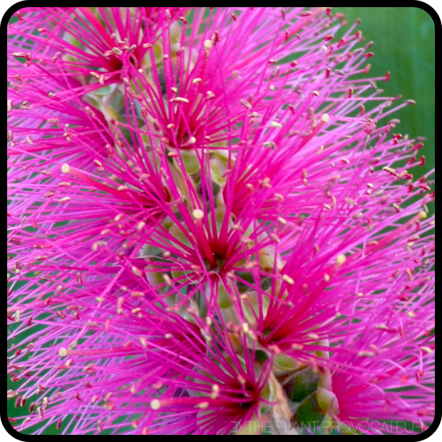 |Callistemon citrinus 'Jeffersii' bloom detail|