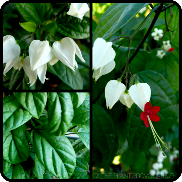 |Clerodendrum thomsoniae detail|