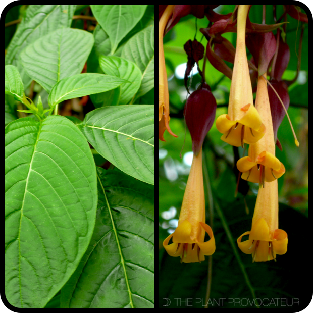 |Deppea splendens 'Cristóbal' detail|