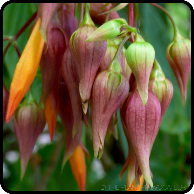 |Deppea splendens 'Cristóbal' in bud|