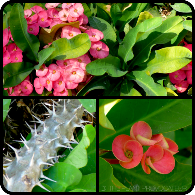 |Euphorbia milii profile|