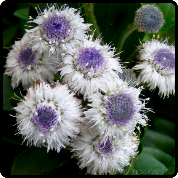 |Globularia x indubia blossoms|