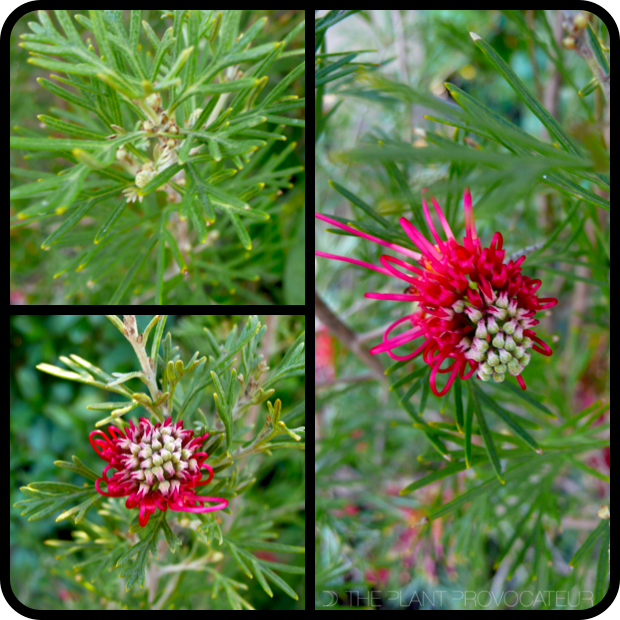 |Grevillea 'Winpara Gem' detail|