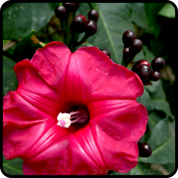 |Ipomoea horsfalliae 'Briggsii' blossom + bud|