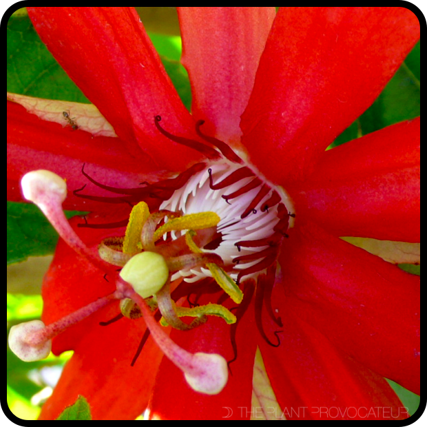 |Passiflora vitifolia 'Scarlet Flame' blossom detail|