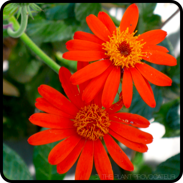 |Pseudogynoxys chenopodiodes flower|