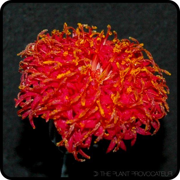 |Senecio fulgens bloom detail|