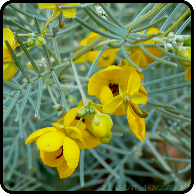 |Senna artemisioides flower detail|