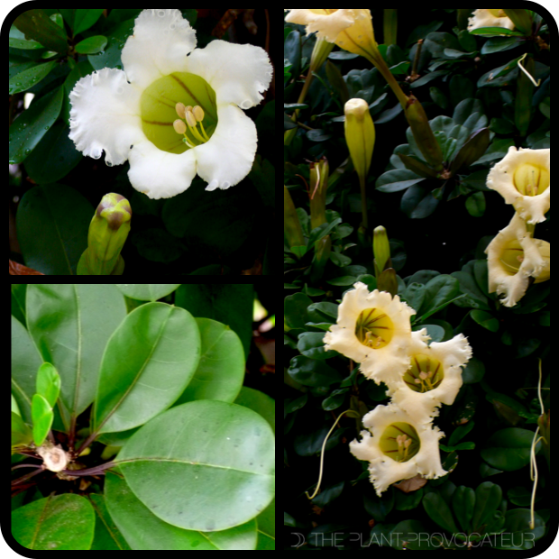 |Solandra longiflora detail|