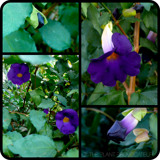 |Thunbergia erecta profile|