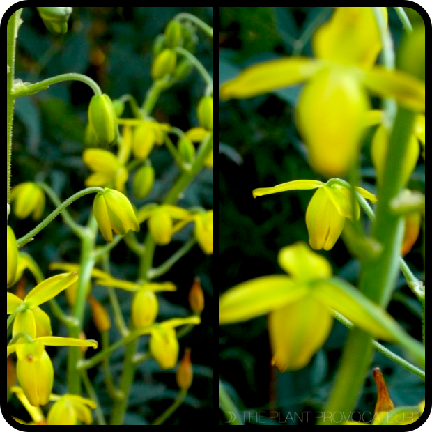 |Albuca shawii floral profile|
